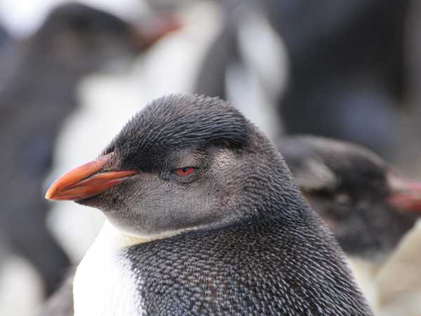 Pinguino gentoo