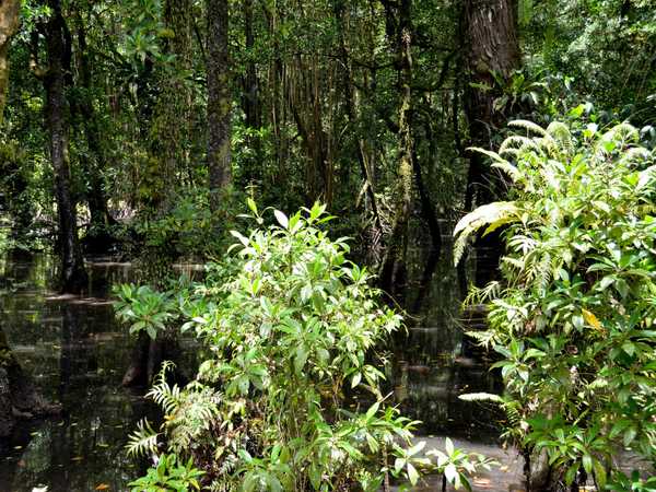 Foresta pluviale lungo il Pohnpei Ring