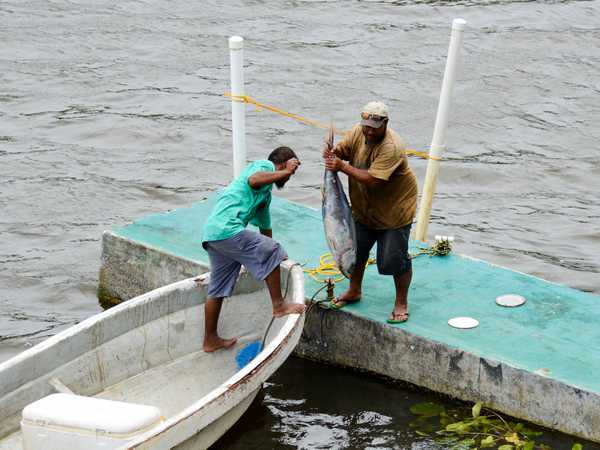 Pohnpei - In arrivo il sashimi per la sera