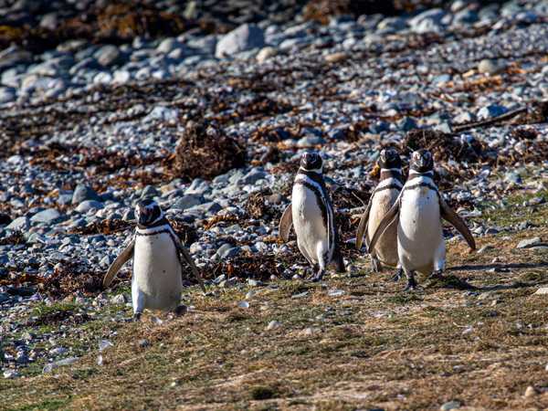 Isla Magdalena - Pinguini di Magallanes