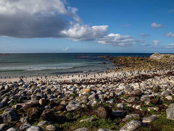 Pebble Island - Tamar bay